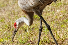 Sandhill Crane