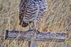 Burrowing Owl 1