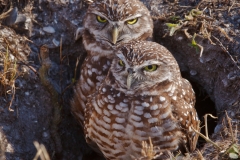 Burrowing Owls 2