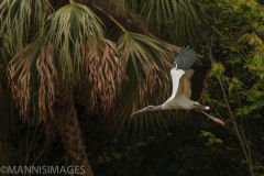 Wood Stork 2
