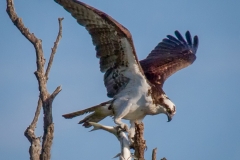 Osprey 1