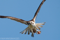 Osprey 3