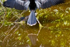 Anhinga 1