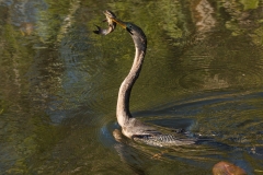 Anhinga 3