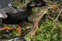 Anhinga 4