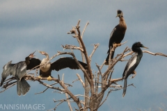 Anhinga 5
