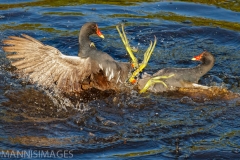 Common Moorhens