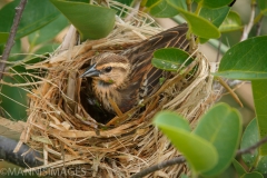 Nesting Wren