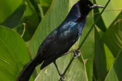 Grackle
