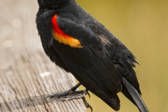 Red-winged Blackbird