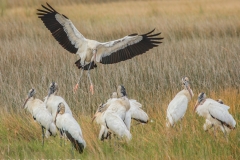 Wood Stork 3