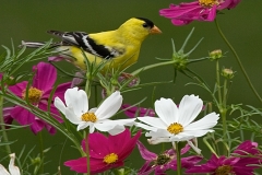 Goldfinch 1