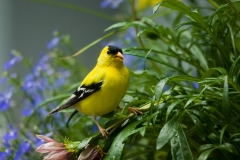 Goldfinch 2