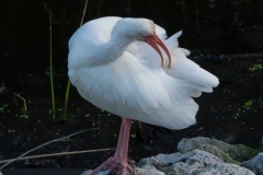 White Ibis 1