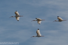 White Ibis 2