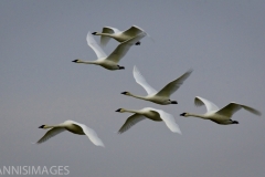 Trumpeter Swans