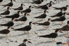 Skimmers
