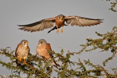 Kestral