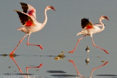 Strutting Flamingos