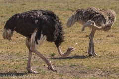 Ostrich Pair