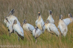 Wood Stork 2