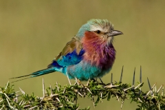 Lilac-Breasted Roller