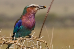 Lilac-breasted Roller 2