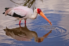 Yellow-billed Stork