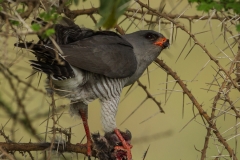 Gabar Goshawk