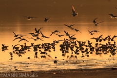 Gull-billed Terns 1