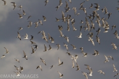 Gull-billed Terns 2