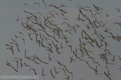 Gull-billed Terns 3