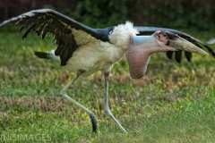 Maribou Stork
