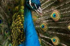 Peacock 1