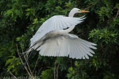 Great White Egret 1