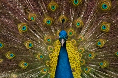 Peacock 2
