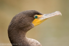 Double Crested Cormorant
