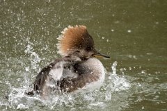 Hooded Merganser