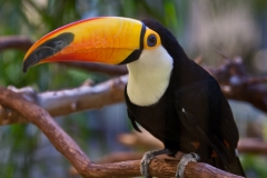 Toucan