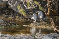 Fiordland Crested Penguins