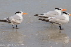 Royal Terns