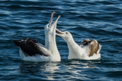 Albatross