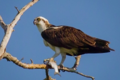 Osprey 2