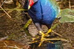 Purple Gallinule