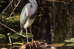 Tricolored Heron 5