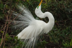 Great White Egret 2