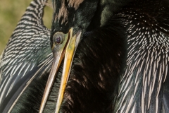 Anhinga 2