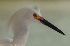 Snowy Egret 5