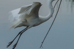 Great White Egret 3