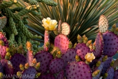 Cactus Garden